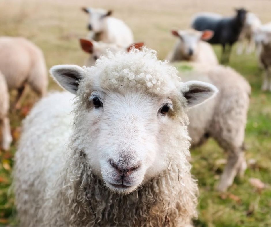 Informacja dla właścicieli gospodarstw, w których utrzymywane są owce lub kozy