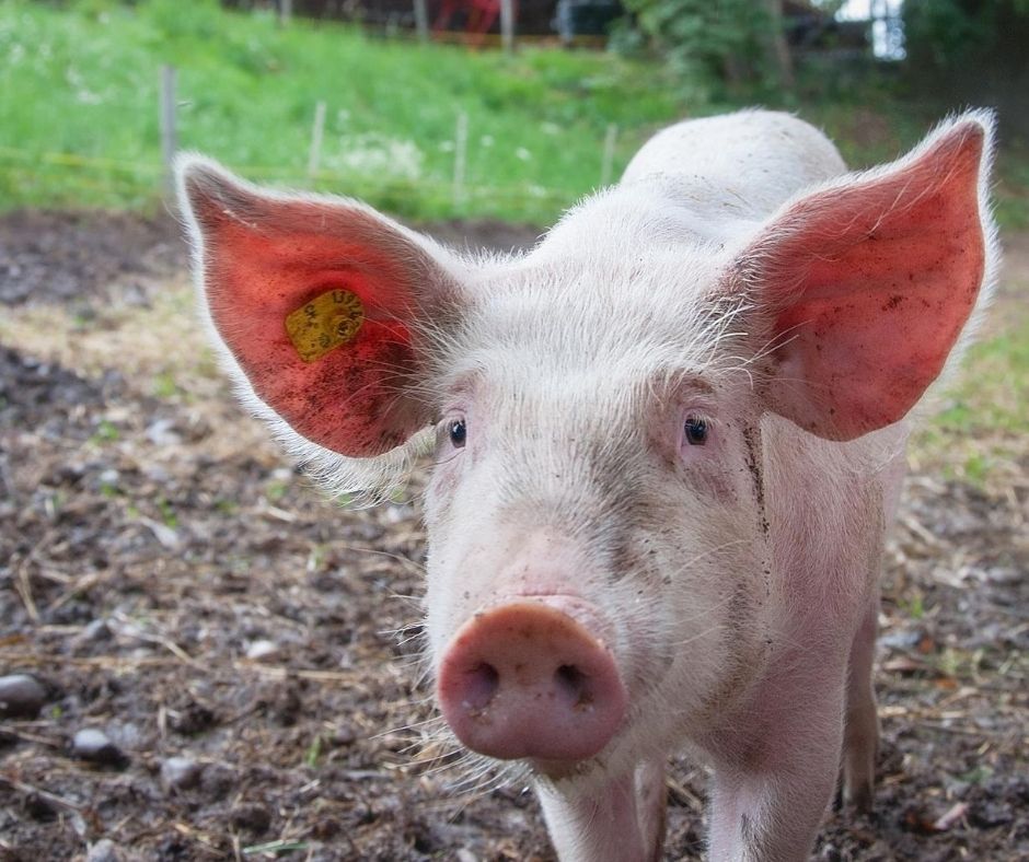 Informacja dla rolników, którzy zaprzestali produkcji świń w wyniku ASF
